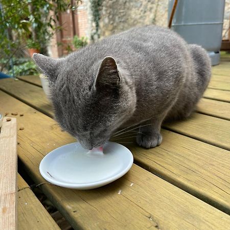 Santa Caterina - Dog Friendly With Garden Villa Sobrestany Екстериор снимка